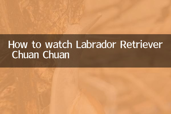 How to watch Labrador Retriever Chuan Chuan