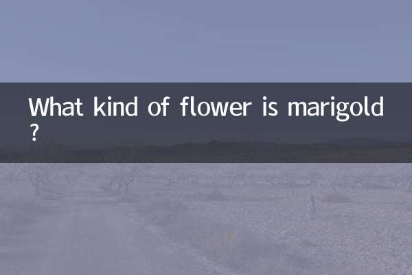 Что за цветок бархатцы?