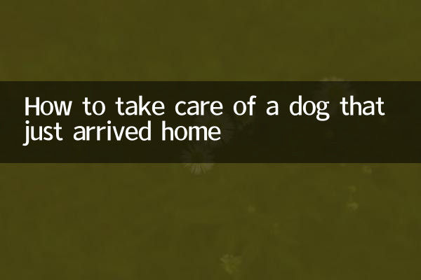 Como cuidar de um cachorro que acabou de chegar em casa