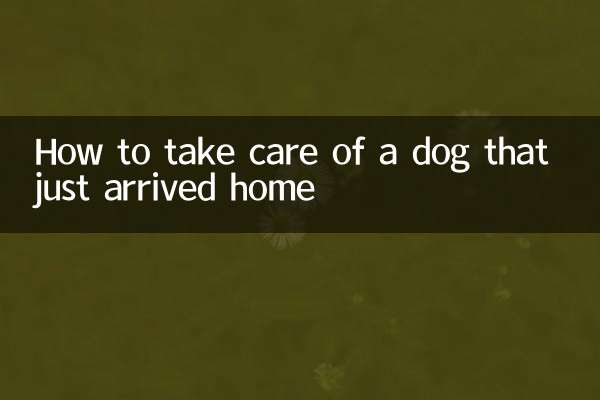 Wie man sich um einen Hund kümmert, der gerade nach Hause gekommen ist