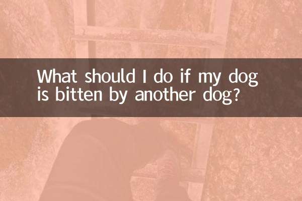 Was soll ich tun, wenn mein Hund von einem anderen Hund gebissen wird?