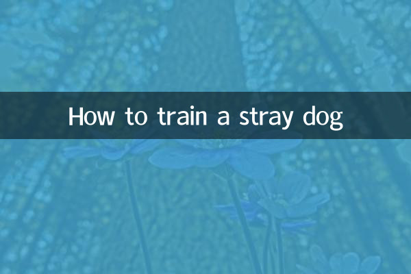Cómo entrenar a un perro callejero