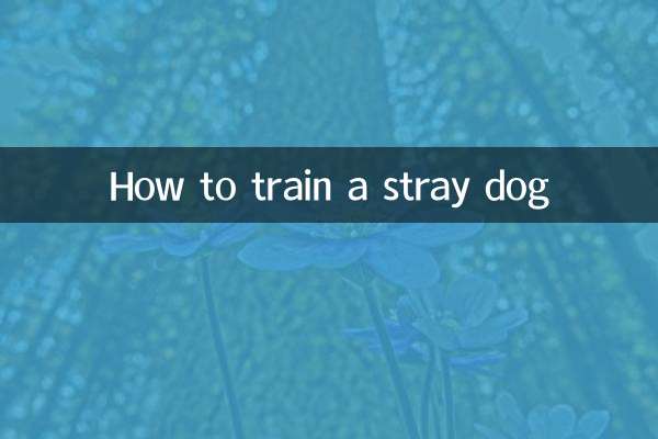 Comment dresser un chien errant