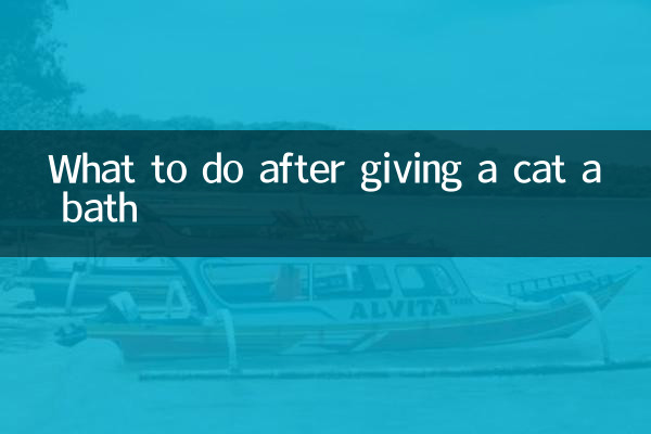 بلی کو غسل دینے کے بعد کیا کریں