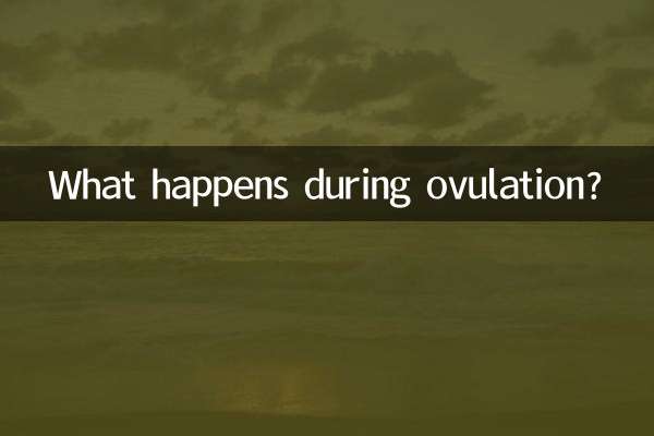 What happens during ovulation?