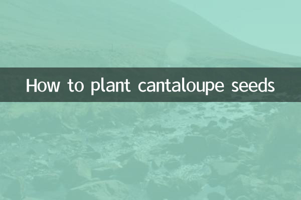 哈密瓜種子怎麼種