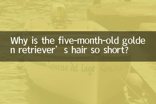 5개월 된 골든 리트리버의 머리카락은 왜 이렇게 짧을까요?