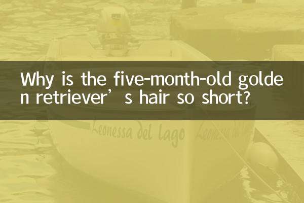 Pourquoi les cheveux du golden retriever de cinq mois sont-ils si courts ?