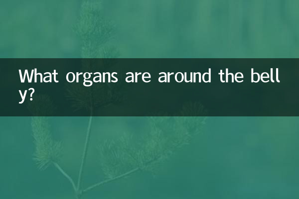 پیٹ کے آس پاس کون سے اعضاء ہیں؟