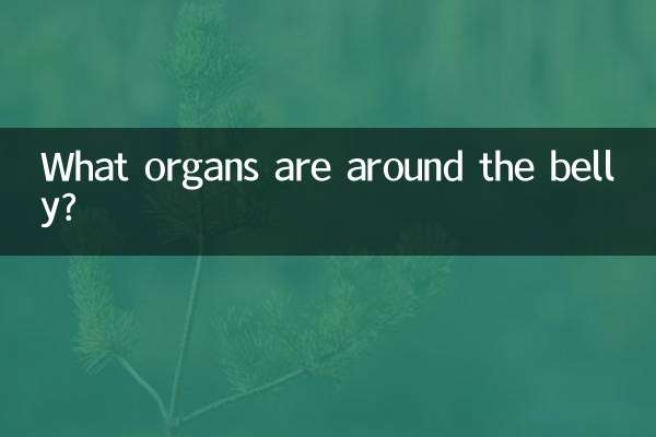 肚子周围是什么器官