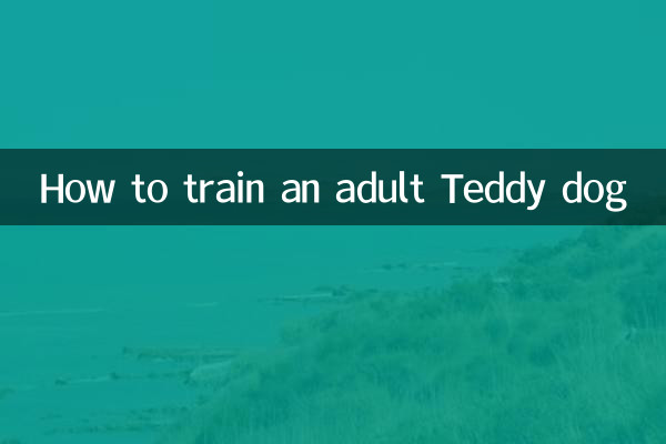 怎么训练成年泰迪犬