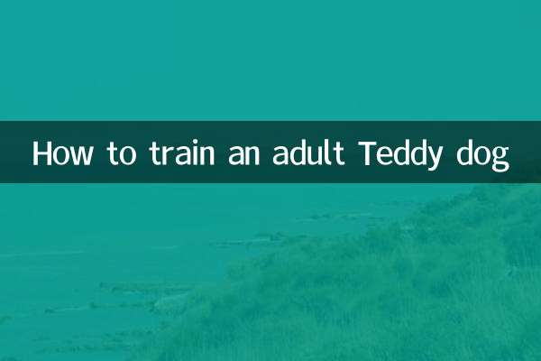 怎么训练成年泰迪犬