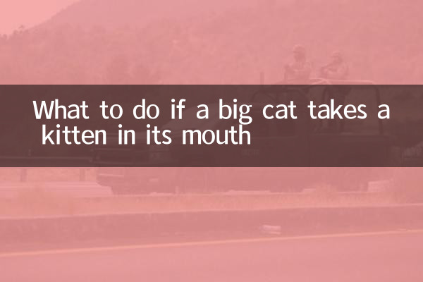 একটি বড় বিড়াল তার মুখের মধ্যে একটি বিড়ালছানা লাগে কি করবেন?