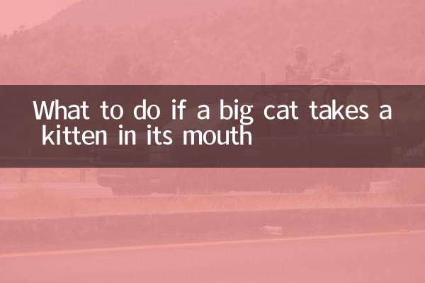 اگر یک گربه بزرگ یک بچه گربه را در دهان خود بگیرد چه باید کرد؟