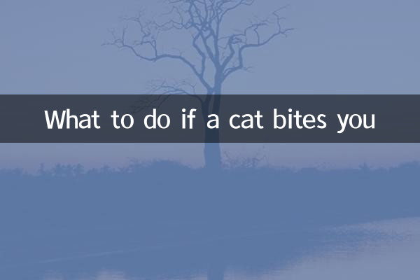 Was tun, wenn eine Katze Sie beißt?