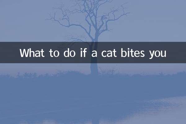 Was tun, wenn eine Katze Sie beißt?