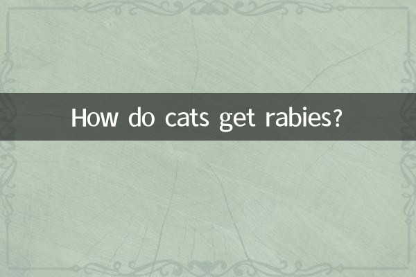 猫怎么得上狂犬病