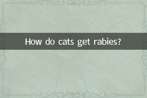 बिल्लियों को रेबीज़ कैसे होता है?