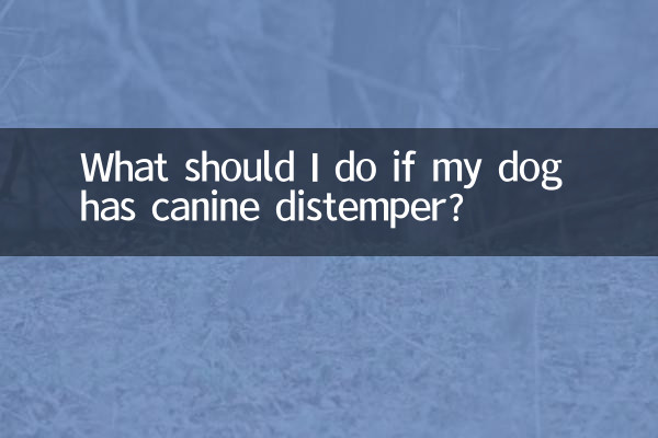 우리 강아지가 개 홍역에 걸렸다면 어떻게 해야 하나요?