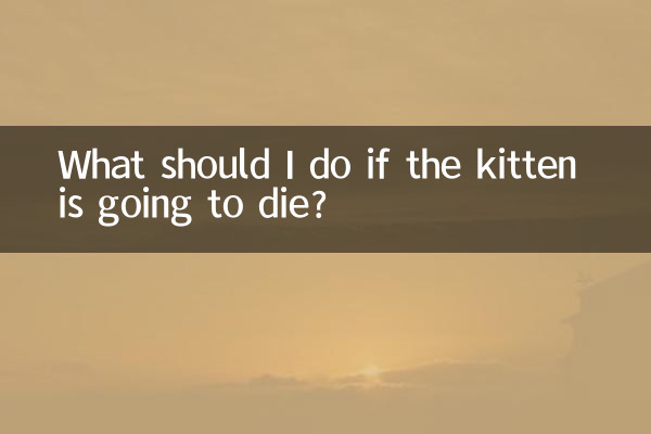 What should I do if the kitten is going to die?