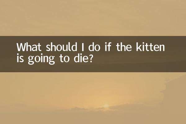 What should I do if the kitten is going to die?
