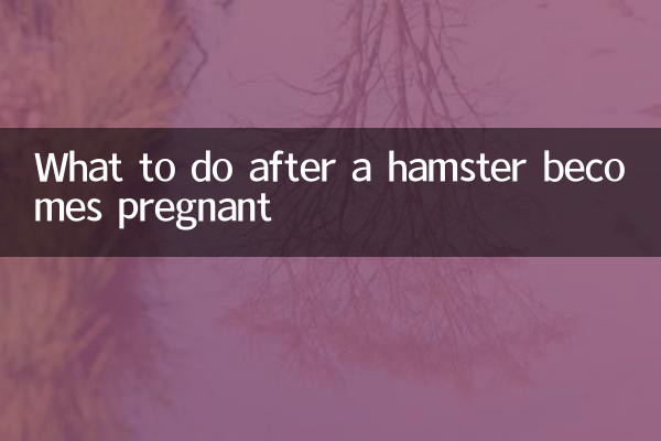 Was tun, wenn ein Hamster schwanger ist?