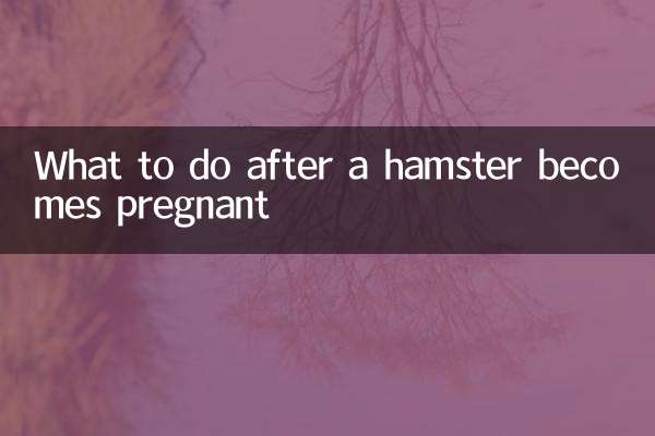 হ্যামস্টার গর্ভবতী হওয়ার পরে কী করবেন