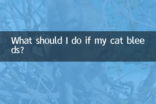 اگر میری بلی کا خون بہہ رہا ہے تو مجھے کیا کرنا چاہئے؟