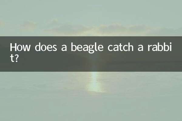 比格犬怎么逮兔子