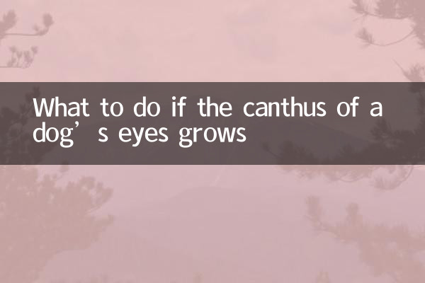 Que faire si le canthus des yeux d'un chien se développe