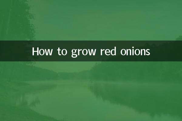 Comment faire pousser des oignons rouges