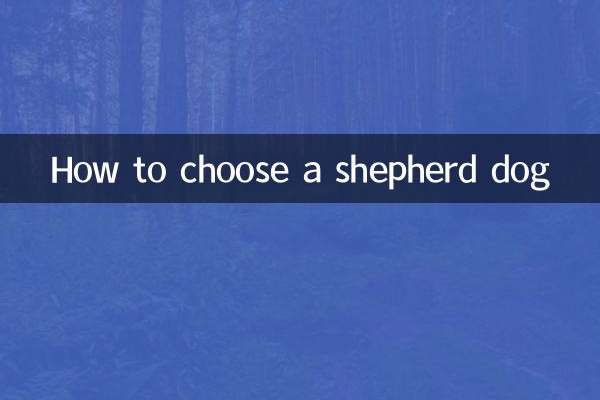牧羊犬怎麼挑選