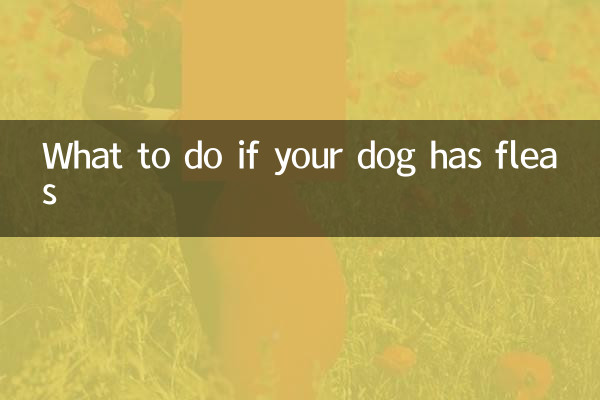 Was tun, wenn Ihr Hund Flöhe hat?