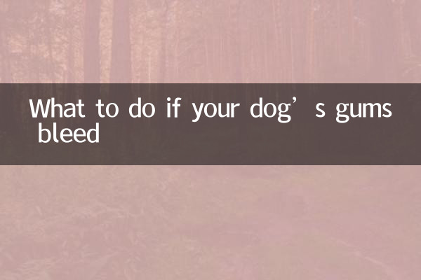강아지 잇몸에서 피가 나면 어떻게 해야 할까요?