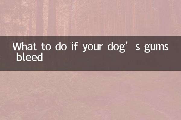강아지 잇몸에서 피가 나면 어떻게 해야 할까요?
