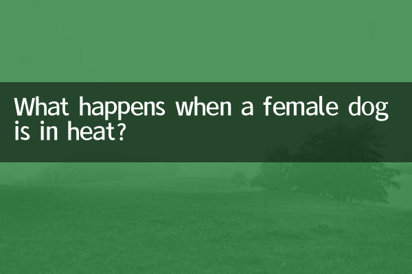 Что происходит, когда у суки течка?