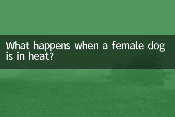 Что происходит, когда у суки течка?