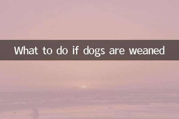 Qué hacer si los perros son destetados