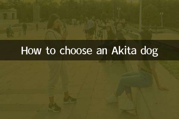 كيفية اختيار كلب اكيتا