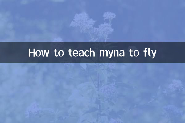 Wie man Myna das Fliegen beibringt
