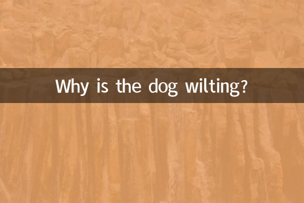 Why is the dog wilting?