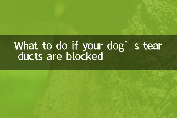 강아지 눈물관이 막힌 경우 대처 방법
