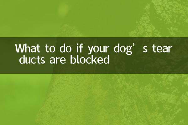강아지 눈물관이 막힌 경우 대처 방법