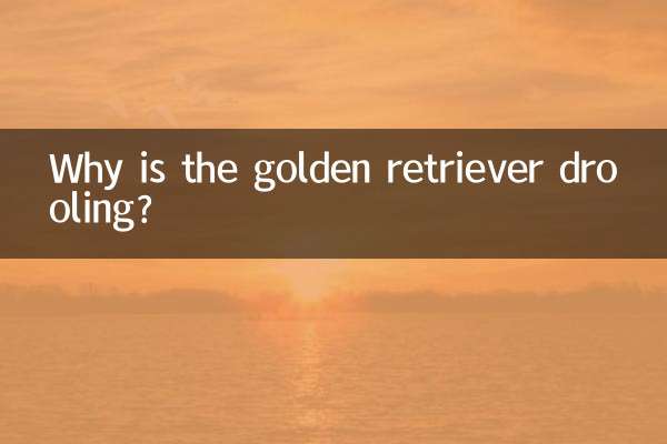 ¿Por qué babea el golden retriever?