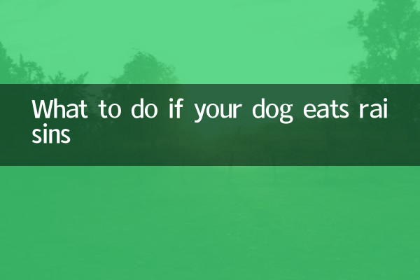 ماذا تفعل إذا كان كلبك يأكل الزبيب