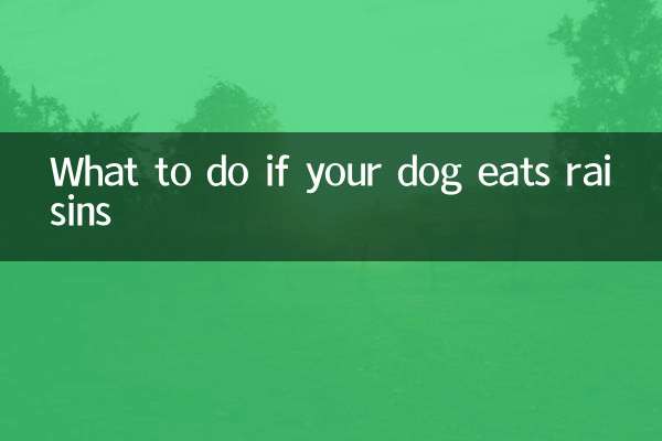 ماذا تفعل إذا كان كلبك يأكل الزبيب