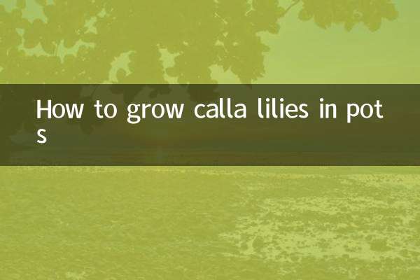 Como cultivar copos-de-leite em vasos