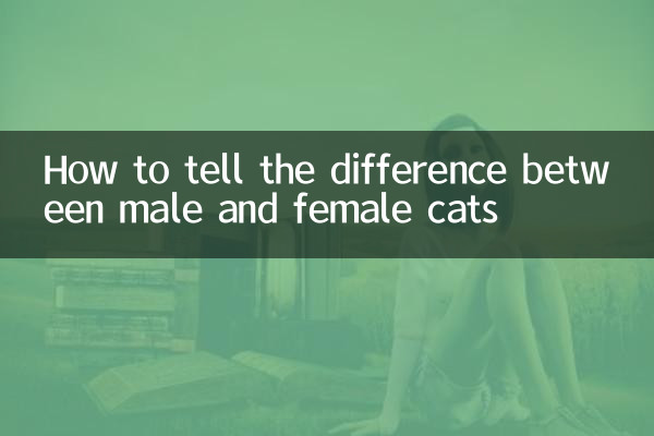 Como saber a diferença entre gatos machos e fêmeas