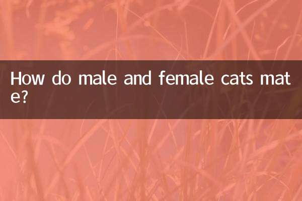 كيف تتزاوج القطط الذكور والإناث؟