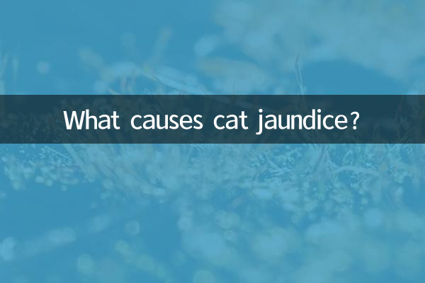 What causes cat jaundice?
